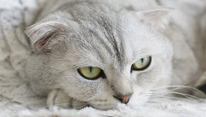 曼联必须留住卡里克担任主帅，理由太多了！深度分析 倚天足球